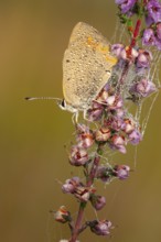 Blue butterfly in the morning dew on flowering heather (Calluna vulgaris) in the Goldenstedt moor,