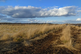 Goldenstedter Moor, Goldenstedt, Lower Saxony, Germany