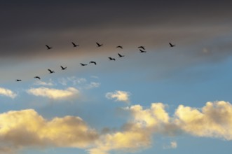 Migratory cranes in Rehdener Geestmoor, Rehden, Lower Saxony