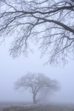 Autumnal and melancholy tree silhouette in fog, Aschen, Lower Saxony, Germany