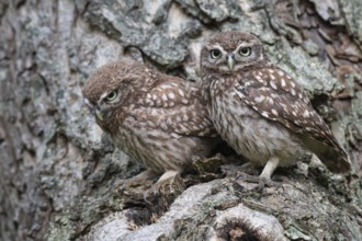 Little owl (Athene noctua), Vechta, Lower Saxony, Germany