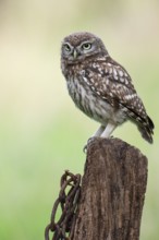 Little owl (Athene noctua), Vechta, Lower Saxony, Germany