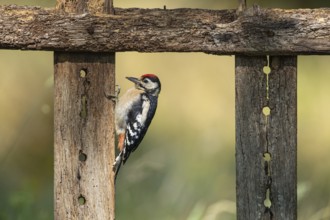 Great spotted woodpecker (Dendrocopos major) at the winter feeding site, Vechta, Lower Saxony,
