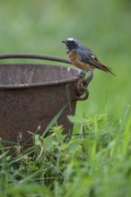 Redstart (Phoenicurus phoenicurus), Vechta, Lower Saxony, Germany