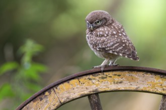 Little owl, (Athene noctua), Vechta, Lower Saxony, Germany