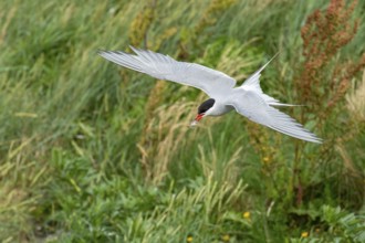 Arctic tern (Sterna paradisaea), Eidersperrwerk, Schleswig-Holstein, Germany