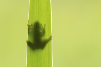 European tree frog (Hyla arborea), Zandvort, Netherlands
