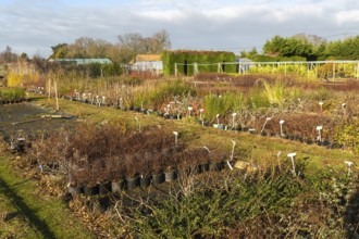 Potted shrubs on display Swann's nursery garden centre, Bromeswell, Woodbridge, Suffolk, England,