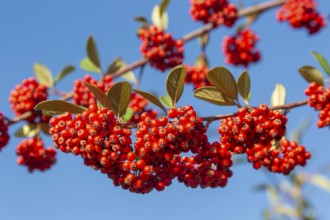Red berries of Cotoneaster plant, Swann's nursery garden centre, Bromeswell, Woodbridge, Suffolk,