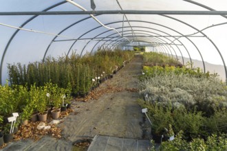Plants growing inside polytunnel, Swann's nursery garden centre, Bromeswell, Woodbridge, Suffolk,