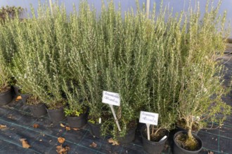 Rosmarinus Fastigiatus plants on display, Swann's nursery garden centre, Bromeswell, Woodbridge,