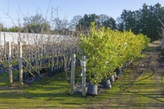Line of trees on display, Swann's nursery garden centre, Bromeswell, Woodbridge, Suffolk, England,