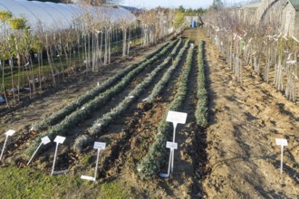 Bare root lavender plants, Swann's nursery garden centre, Bromeswell, Woodbridge, Suffolk, England,