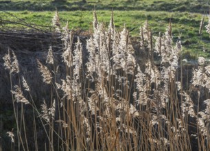 Common reed (Phragmites communis) at a creek in winter in Ystad municipality, Skåne county, Sweden,