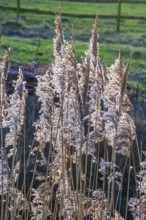 Common reed (Phragmites communis) at a creek in winter in Ystad municipality, Skåne county, Sweden,
