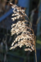 Seedhead of common reed (Phragmites communis) at a creek in winter in Ystad municipality, Skåne
