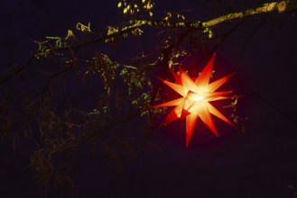 Shining stars on a tree, Raunacht, winter, Waldburg Castle, Waldburg, Allgäu, Baden-Württemberg,