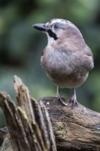 Eurasian jay (Garrulus glandarius), Emsland, Lower Saxony, Germany