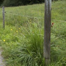 Electric fence on a willow, detail, Upper Bavaria, Bavaria, Germany