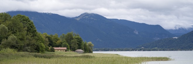 Banks of Tegernsee, reed grass, forest and boathouses on the lake, Gmund, Tegernsee, Upper Bavaria,