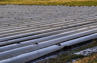 White film prevents purple and green asparagus heads, controls the start of harvest, asparagus,