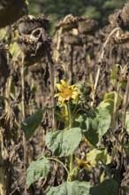 Sunflower field, brown withered sunflowers (Helianthus annuus), including a single young plant