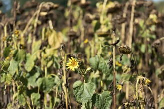 Sunflower field, brown withered sunflowers (Helianthus annuus), including a single young plant