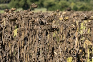 Sunflower field, brown withered sunflowers (Helianthus annuus), heat, lack of water, drought,