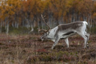 The reindeer bull (Rangifer tarandus) follows his herd with bowed head, rutting season, mating