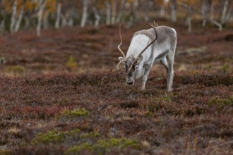 The scents contained in a female's urine seem to be of great interest to the reindeer bull