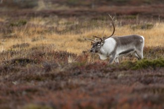The reindeer bull (Rangifer tarandus) attentively follows his herd, rutting season, mating season,