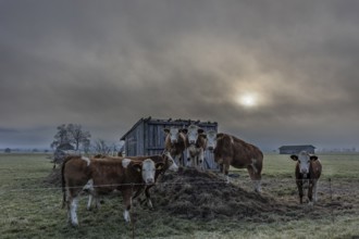 Cows, cattle, young animals, herd of cattle, standing, frontal, fog, high fog, back light,