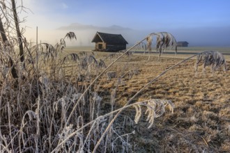 Hut, wooden hut, morning light, sunny, frost, hoarfrost, cold, grasses, reeds, winter, fog,