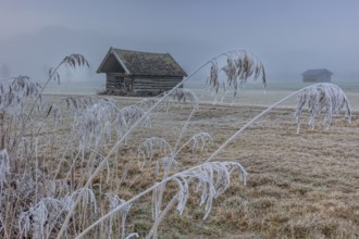 Hut, wooden hut, grasses, frost, hoarfrost, cold, winter, fog, high fog, mountains, Loisach-Lake