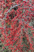 Fan-shaped cotoneaster (Cotoneaster horizontalis), Emsland, Lower Saxony, Germany