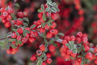 Fan-shaped cotoneaster (Cotoneaster horizontalis), Emsland, Lower Saxony, Germany