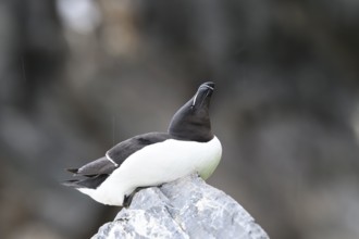 A razorbill (Alca torda) rests on a stone and enjoys the falling raindrops, Hornoya, Vardø,