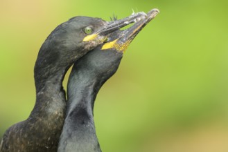 Two shags (Gulosus aristotelis, syn.: Phalacrocorax aristotelis) nestling close together in front