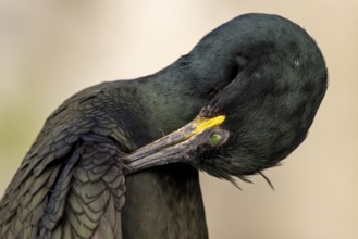 Close-up of a shag (Gulosus aristotelis, syn.: Phalacrocorax aristotelis) grooming its plumage,