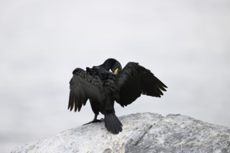Cormorant (Gulosus aristotelis, syn.: Phalacrocorax aristotelis) with folded wings on a grey rock,