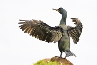 Cormorant (Gulosus aristotelis, syn.: Phalacrocorax aristotelis) spreading its wings, standing on a
