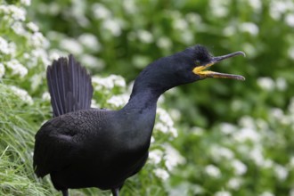 Cormorant (Gulosus aristotelis, syn.: Phalacrocorax aristotelis) with open beak against a green