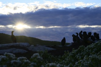 Group of shags (Gulosus aristotelis, syn.: Phalacrocorax aristotelis) at sunset with dramatic sky,
