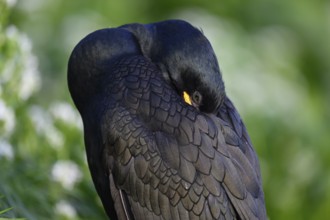 Cormorant (Gulosus aristotelis, syn.: Phalacrocorax aristotelis) sleeping with head in feathers,