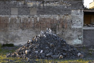 Black-legged kittiwakes (Rissa tridyctyla), sitting on a large pile of rubble in front of a
