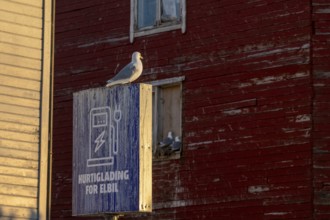 Black-legged kittiwake (Rissa tridyctyla) sitting on the sign of an electric car charging station,