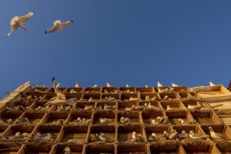 Kittiwakes (Rissa tridyctyla) nesting in an artificial nesting cliff made of old fish boxes in