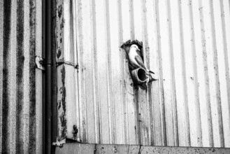 A kittiwake (Rissa tridyctyla) sitting on a pipe on a metal wall in an industrial environment,