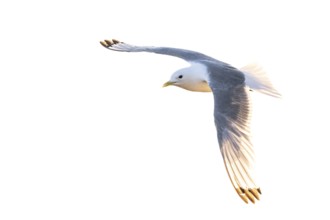 A kittiwake (Rissa tridyctyla) flying in front of a white sky, Vardø, Finnmark, Norway
