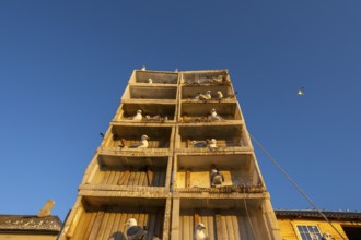 Kittiwakes (Rissa tridyctyla) nesting in an artificial nesting cliff made of old fish boxes in